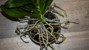 Root Detoks: Put Ka Čišćenju uz Clean Slate Tečni Zeolit